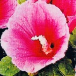 2024年4月15日夏季高品質新作入荷 SUPREME 半袖 Tシャツ 61工場