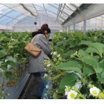 2025年5月28日入荷新作YSL SIZE:24x14x6CM  お安い/人気/本革 バッグ/XX工場